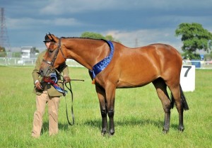 well-made-power-blade-2012-gelding-by-power-blade-advertised-for-sale-on-horse-scout